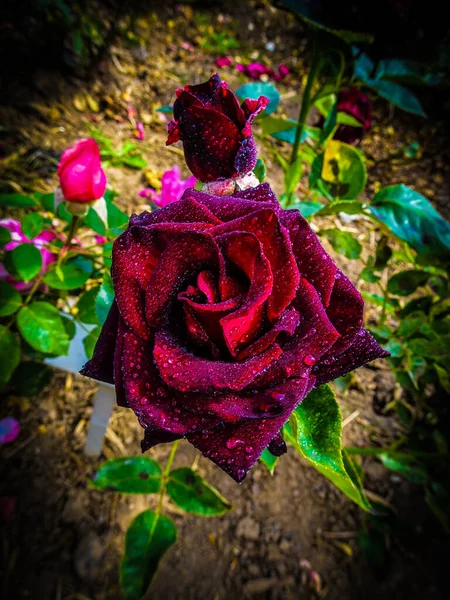Schöne Rosen Verschiedenen Farben Mit Wassertropfen — Stockfoto