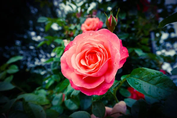 Su damlalarıyla farklı renklerde güzel güller.