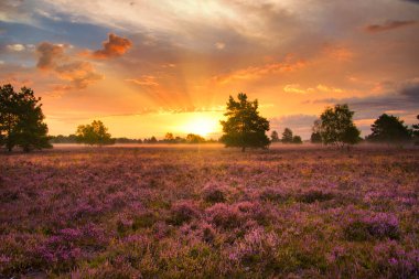 Bispingen yakınlarındaki Lneburg Heath 'de çiçek açtı.