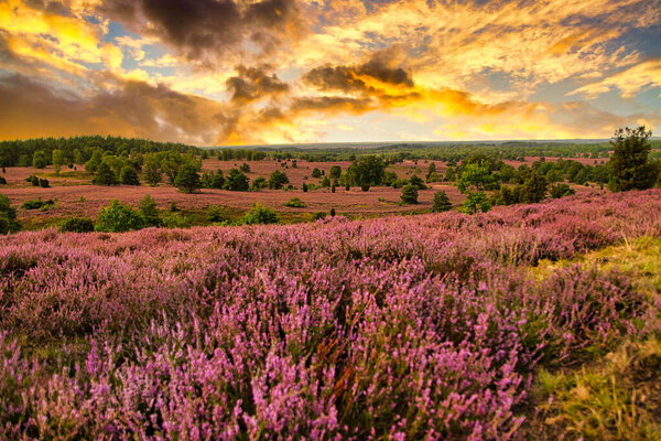 Цветение Хита в Лнебургском ущелье близ Биспингена