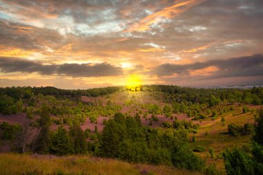 Bispingen yakınlarındaki Lneburg Heath 'de çiçek açtı.