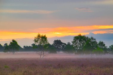 Bispingen yakınlarındaki Lneburg Heath 'de çiçek açtı.