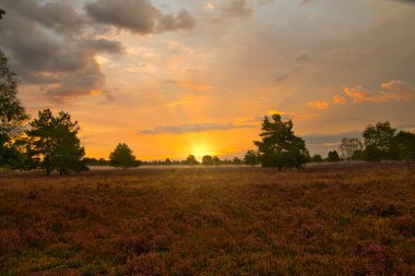 Bispingen yakınlarındaki Lneburg Heath 'de çiçek açtı.