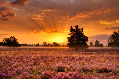 Bispingen yakınlarındaki Lneburg Heath 'de çiçek açtı.
