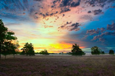Bispingen yakınlarındaki Lneburg Heath 'de çiçek açtı.