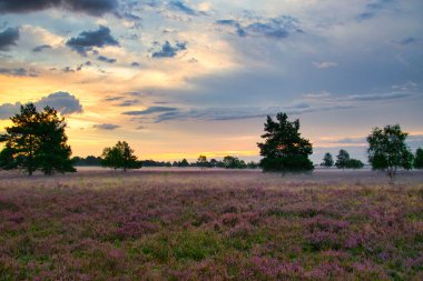 Bispingen yakınlarındaki Lneburg Heath 'de çiçek açtı.