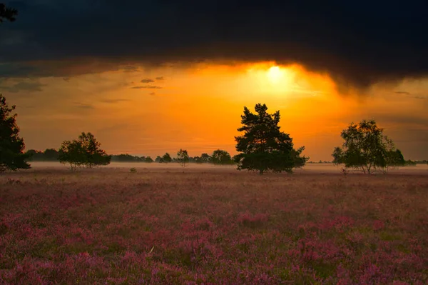 Heath Virágzik Lneburg Heath Közelében Bispingen — Stock Fotó