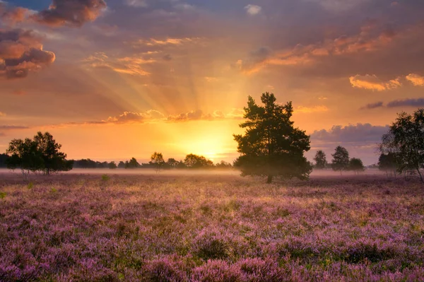 Heath Florece Heath Lneburg Cerca Bispingen — Foto de Stock