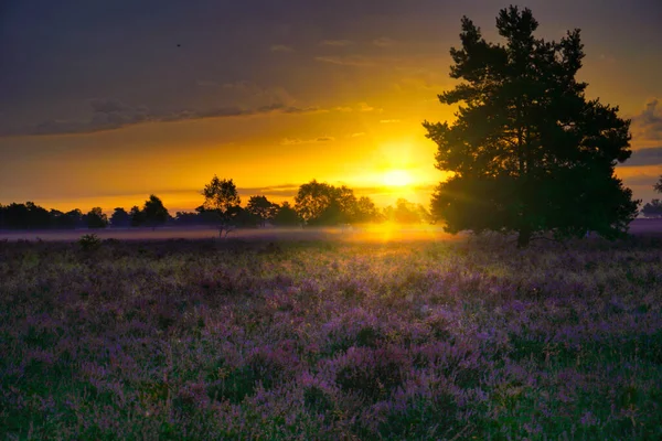 Bispingen yakınlarındaki Lneburg Heath 'de çiçek açtı.