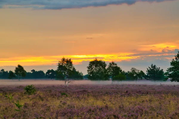 Bispingen yakınlarındaki Lneburg Heath 'de çiçek açtı.