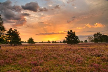 Bispingen yakınlarındaki Lneburg Heath 'de çiçek açtı.
