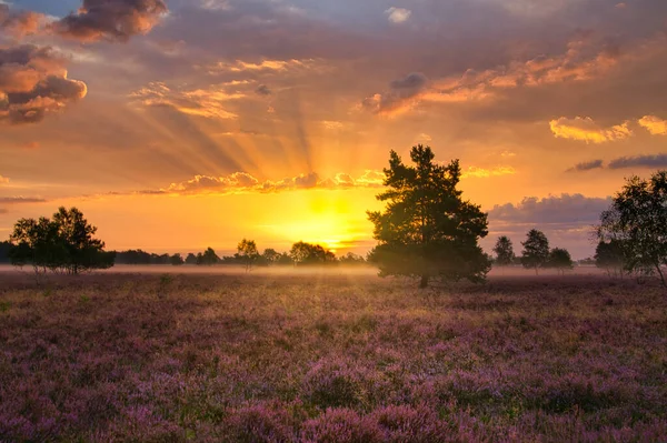 Heath Florece Heath Lneburg Cerca Bispingen — Foto de Stock