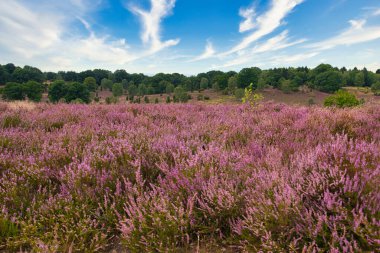 Bispingen yakınlarındaki Lneburg Heath 'de çiçek açtı.