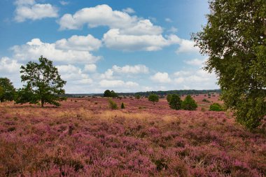Bispingen yakınlarındaki Lneburg Heath 'de çiçek açtı.