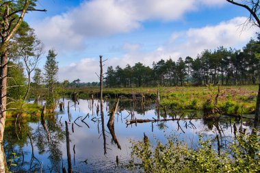 Bispingen yakınlarındaki Lneburg Heath 'de çiçek açtı.