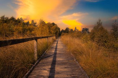 Bispingen yakınlarındaki Lneburg Heath 'de çiçek açtı.