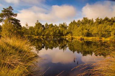 Bispingen yakınlarındaki Lneburg Heath 'de çiçek açtı.