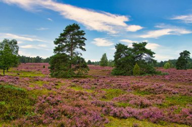 Bispingen yakınlarındaki Lneburg Heath 'de çiçek açtı.