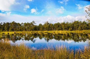 Bispingen yakınlarındaki Lneburg Heath 'de çiçek açtı.