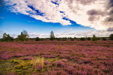 Bispingen yakınlarındaki Lneburg Heath 'de çiçek açtı.