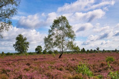 Bispingen yakınlarındaki Lneburg Heath 'de çiçek açtı.