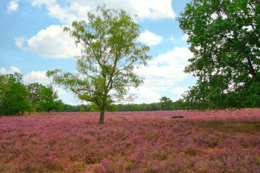 Bispingen yakınlarındaki Lneburg Heath 'de çiçek açtı.