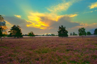 Bispingen yakınlarındaki Lneburg Heath 'de çiçek açtı.