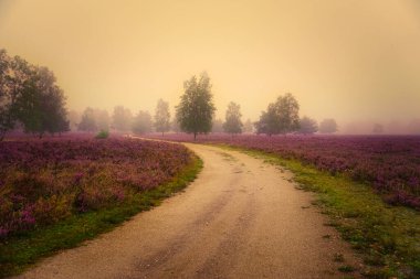 Bispingen yakınlarındaki Lneburg Heath 'de çiçek açtı.