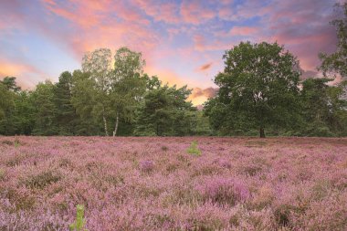 Bispingen yakınlarındaki Lneburg Heath 'de çiçek açtı.