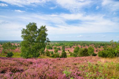 Heath bloom in the Lneburg Heath near Bispingen clipart