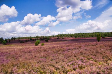Bispingen yakınlarındaki Lneburg Heath 'de çiçek açtı.