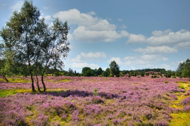 Bispingen yakınlarındaki Lneburg Heath 'de çiçek açtı.