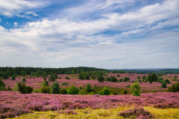 Цветение Хита в Лнебургском ущелье близ Биспингена