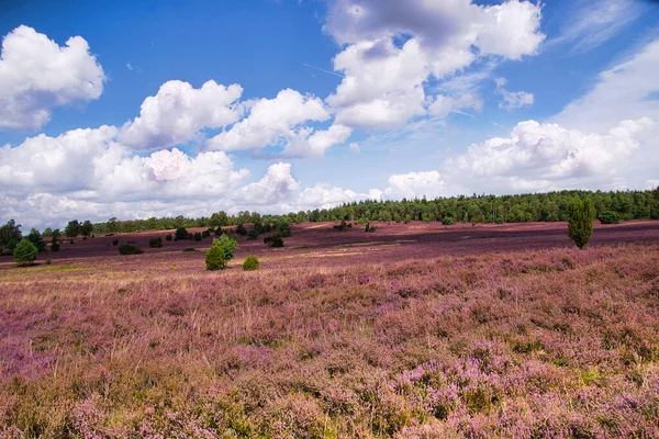 Heath Virágzik Lneburg Heath Közelében Bispingen — Stock Fotó