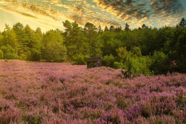 Bispingen yakınlarındaki Lneburg Heath 'de çiçek açtı.