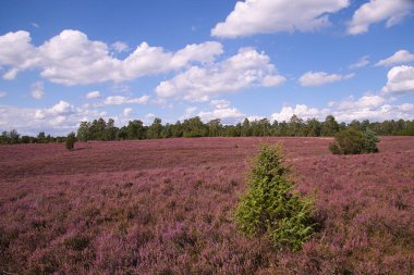 Bispingen yakınlarındaki Lneburg Heath 'de çiçek açtı.