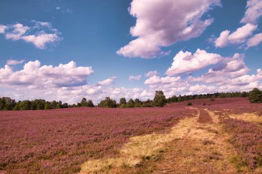 Bispingen yakınlarındaki Lneburg Heath 'de çiçek açtı.