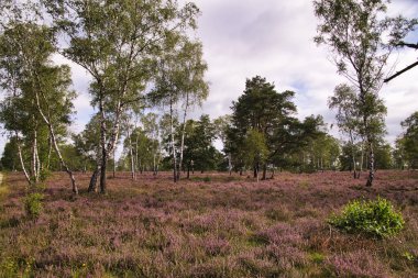 Bispingen yakınlarındaki Lneburg Heath 'de çiçek açtı.