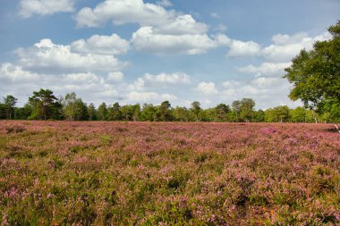 Bispingen yakınlarındaki Lneburg Heath 'de çiçek açtı.