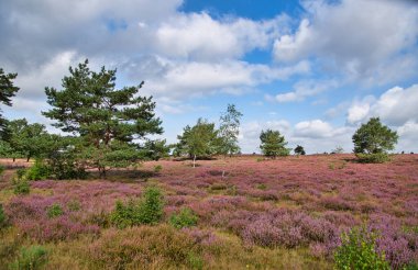 Bispingen yakınlarındaki Lneburg Heath 'de çiçek açtı.