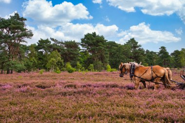 Heath bloom in the Lneburg Heath near Bispingen clipart