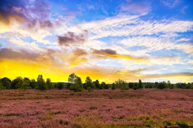 Bispingen yakınlarındaki Lneburg Heath 'de çiçek açtı.