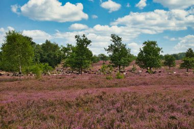 Bispingen yakınlarındaki Lneburg Heath 'de çiçek açtı.