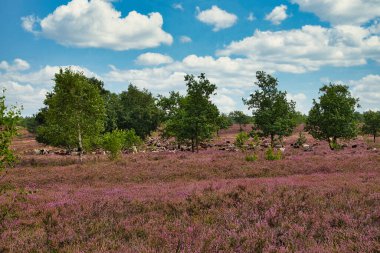 Bispingen yakınlarındaki Lneburg Heath 'de çiçek açtı.