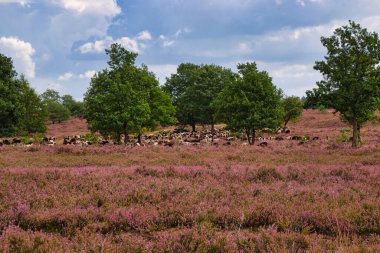 Bispingen yakınlarındaki Lneburg Heath 'de çiçek açtı.