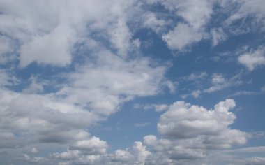 Bispingen yakınlarındaki Lneburg Heath 'de çiçek açtı.