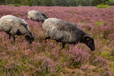 Bispingen yakınlarındaki Lneburg Heath 'de çiçek açtı.