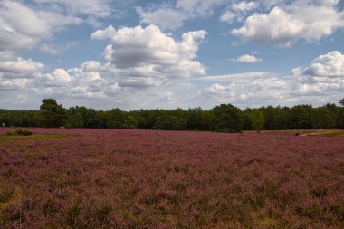 Bispingen yakınlarındaki Lneburg Heath 'de çiçek açtı.