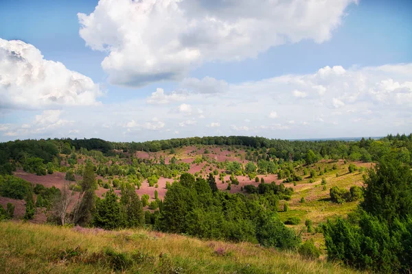 Heath Virágzik Lneburg Heath Közelében Bispingen — Stock Fotó