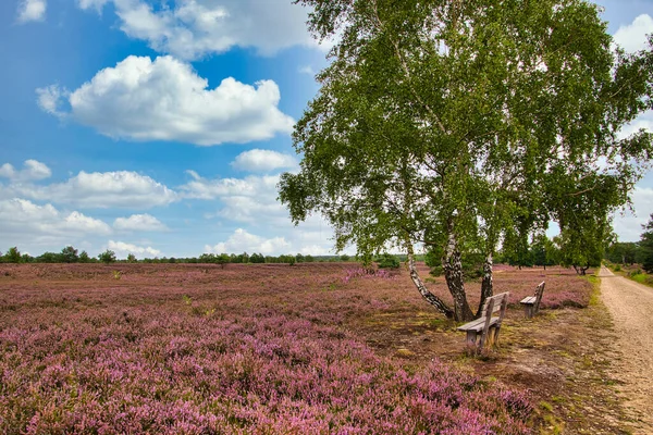 Heath Bloom Lneburg Heath Bispingen — Stock Photo, Image